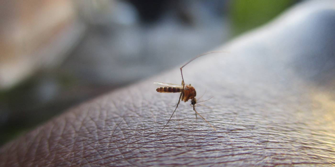 Imagen de los mosquitos